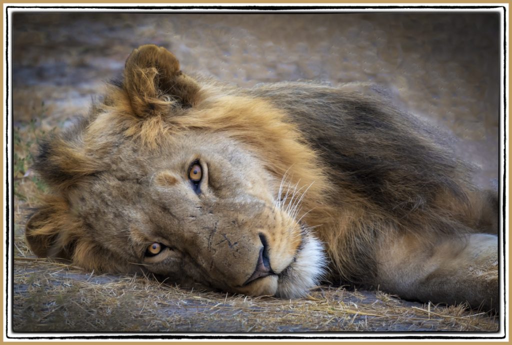 Nap Time - Barbara Tricarico